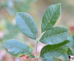 Oregon-Esche - Fraxinus latifolia