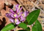 : - Polygala californica