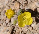 : - Camissonia brevipes