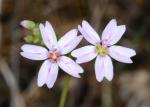 : - Claytonia gypsophiloides