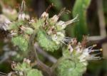: - Phacelia imbricata