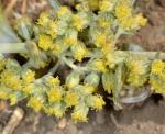 Amerikanisches Moxakraut - Artemisia douglasiana