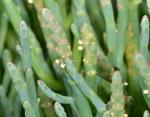 : - Salicornia virginica