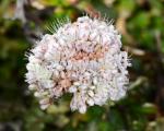 : - Eriogonum parvifolium
