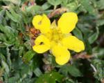 : - Pentaphylloides fruticosa