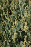 Portulak-Keilmelde - Atriplex portulacoides