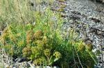 Meerfenchel - Crithmum maritimum
