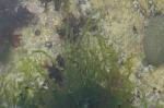 : - Ulva intestinalis