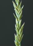 Haar-Schafschwingel - Festuca filiformis