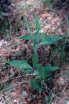 Glattes Habichtskraut - Hieracium laevigatum