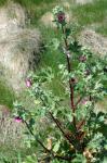 : - Lavatera arborea
