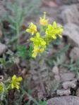 Wilde Sumpfkresse - Rorippa sylvestris