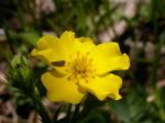 : - Potentilla diversifolia