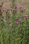 Hohe Scheinaster - Vernonia gigantea