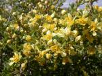 : - Purshia tridentata