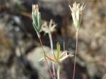 : - Rigiopappus leptocladus