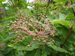 Roter Holunder - Sambucus racemosa