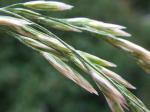 Wiesen-Schwingel-Festuca pratensis