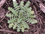 Ungarische Rauke - Sisymbrium altissimum
