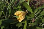 Missouri-Nachtkerze - Oenothera macrocarpa