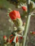 : - Sphaeralcea grossulariifolia