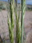 : - Stipa viridula