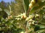 Gewöhnliche Schneebeere - Symphoricarpos albus