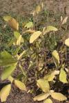 Wilde Sojabohne - Glycine max subsp. soja