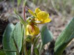 : - Viola vallicola