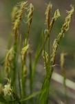 : - Carex geyeri