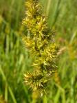 : - Carex stipata