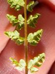 Zerbrechlicher Blasenfarn - Cystopteris fragilis