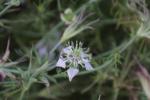 Acker-Schwarzkümmel - Nigella arvensis