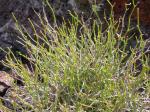 : - Stephanomeria tenuifolia