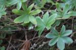 Hoppes Frauenmantel - Alchemilla hoppeana