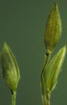 Blutrote Fingerhirse-Digitaria sanguinalis