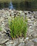 : - Juncus mertensianus