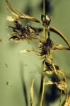 : - Luzula parviflora