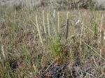 : - Plantago eriopoda