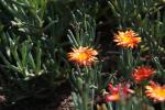 Afrikanische Mittagsblume - Malephora crocea