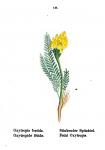 Stinkender Spitzkiel - Oxytropis fetida