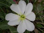 : - Oenothera caespitosa