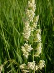 Rohrglanzgras - Phalaris arundinacea