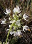: - Allium cernuum