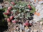 : - Astragalus platytropis