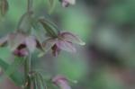 Breitblättrige Stendelwurz-Epipactis helleborine