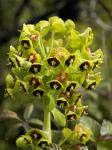 Palisaden-Wolfsmilch - Euphorbia characias