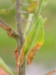 Feld-Kresse - Lepidium campestre