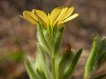 : - Madia gracilis