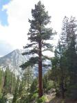 Jeffreys Kiefer - Pinus jeffreyi